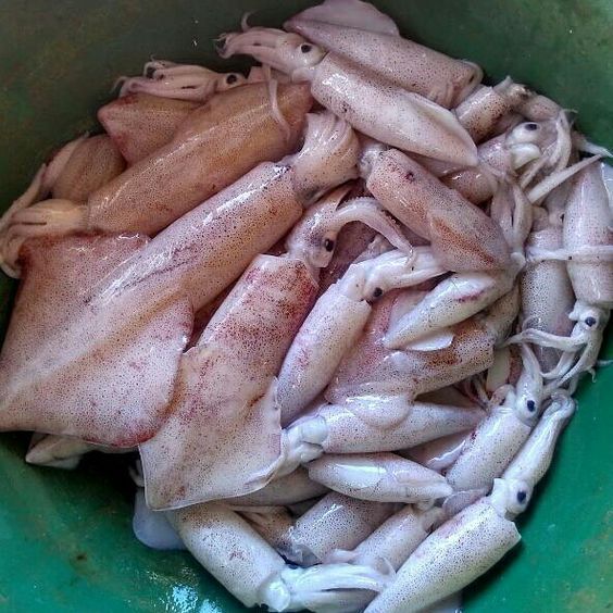 

Cumi bangka 500 gram