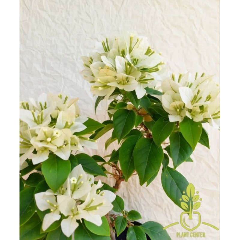 Tanaman Hias Bunga Bougenville Singapore White - Pohon Bunga Bougenville Singapore - Bunga Bugenvile