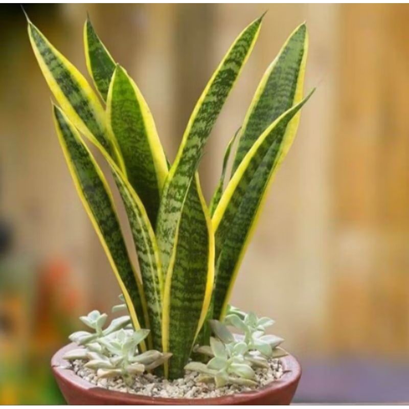 sensipera lidahmertua 40cm