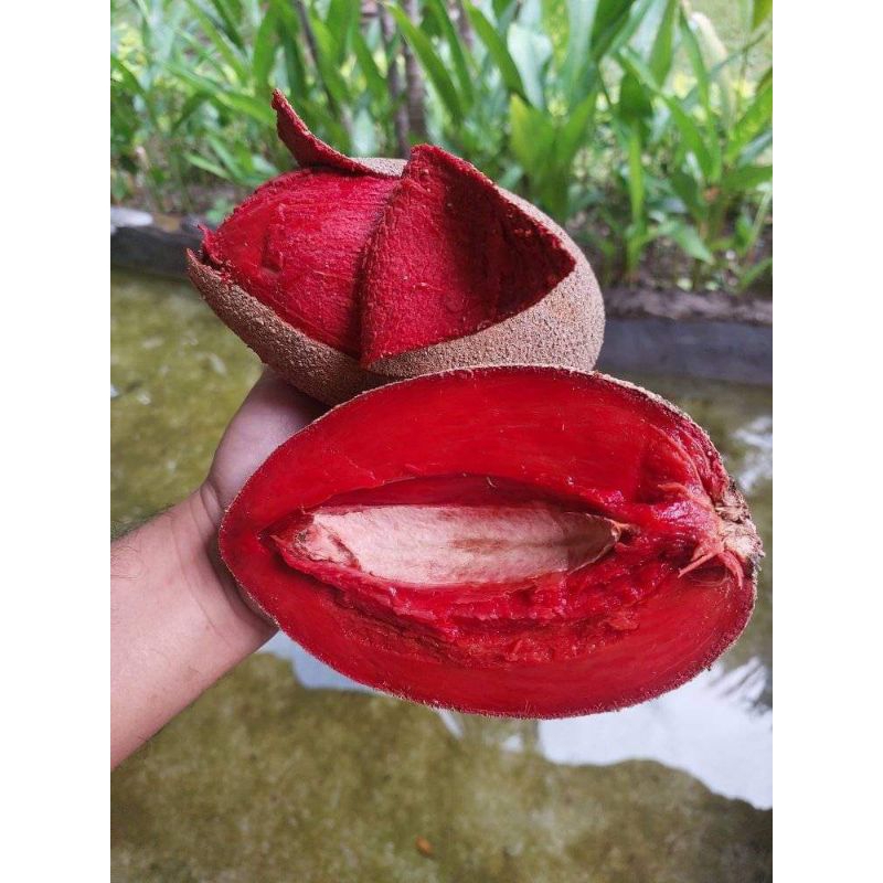 mamey sapote Lorito ( sambung susu )