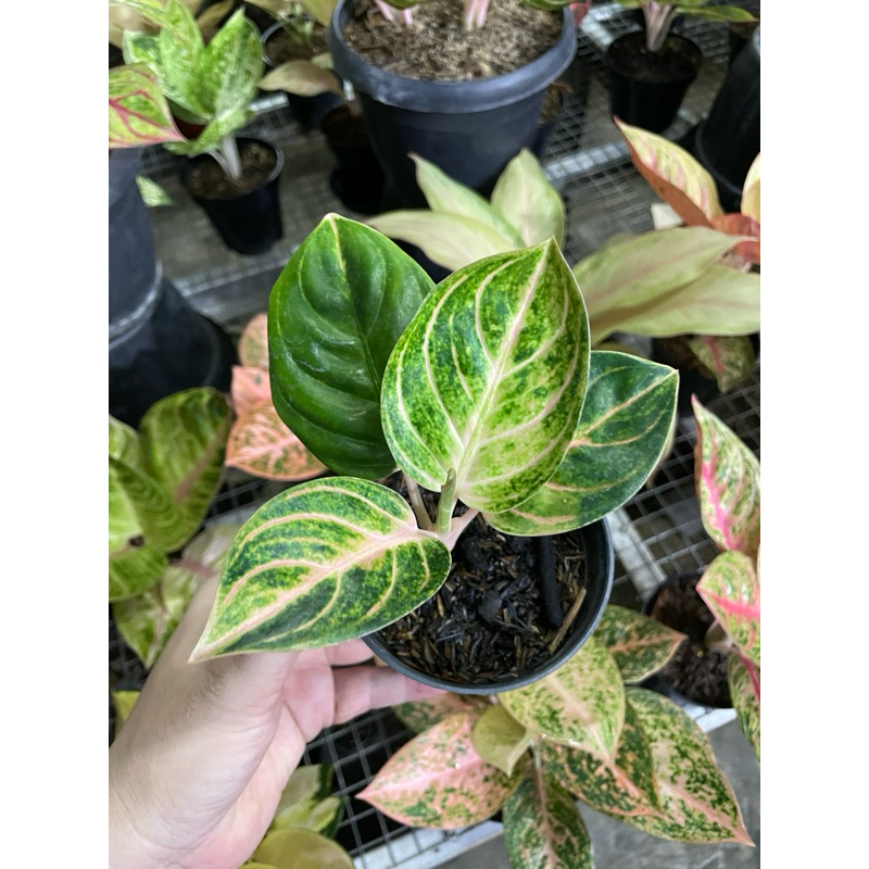 aglaonema rinjani golden