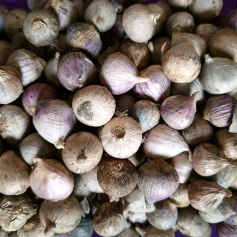 

bawang Lanang,bawang tunggal putih,belum kupas