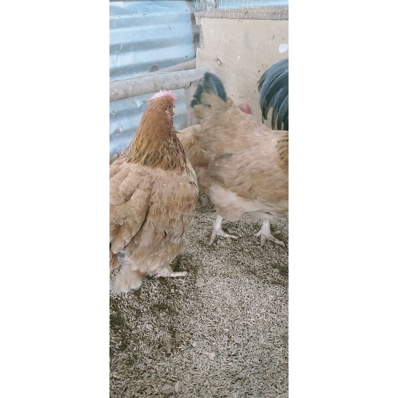 

telur fertil ayam sasso Scarlett/ btr