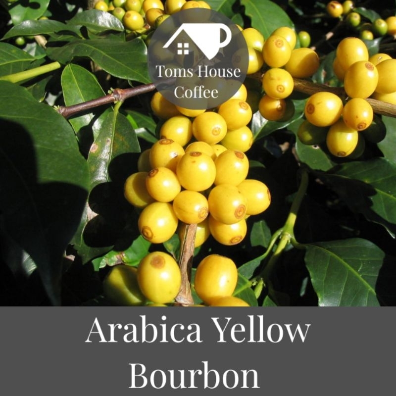 

Kopi Arabica Yellow Bourbon Green Beans Asli Garut- Specialty