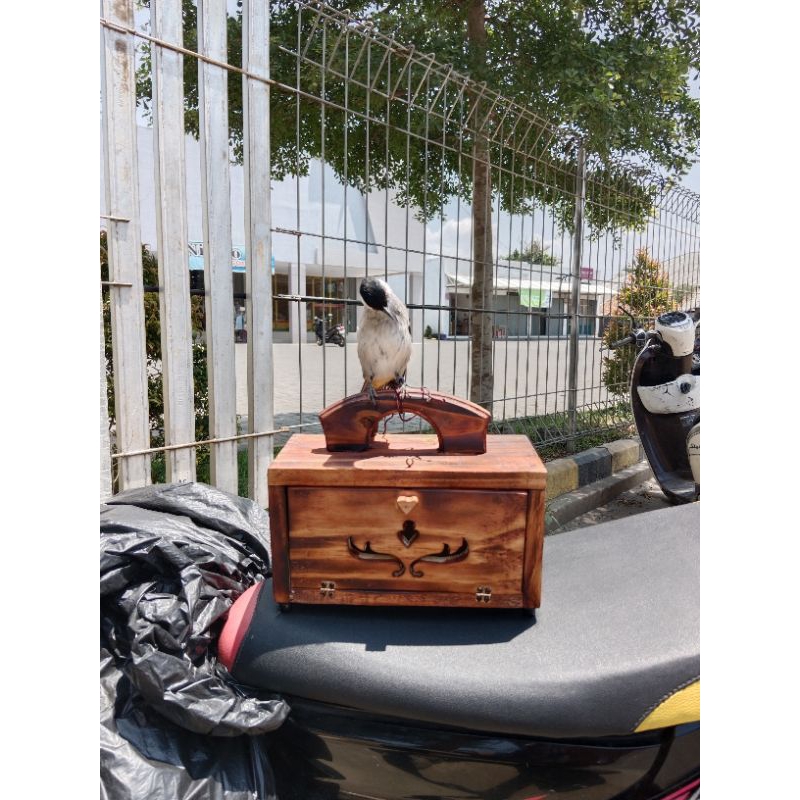 box pikat  kutilang crukcuk