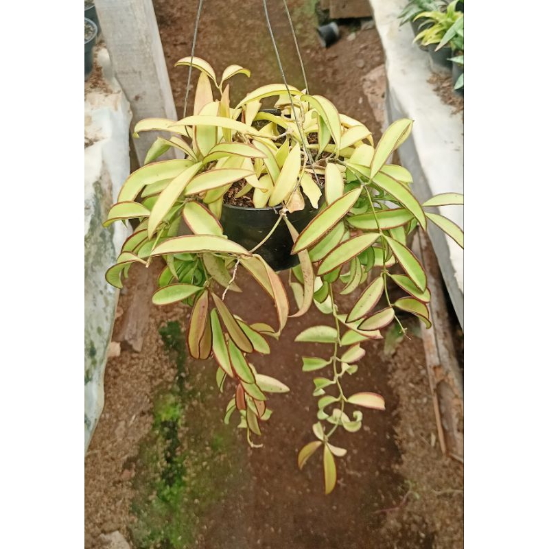 Tanaman Gantung Hoya Kentiana Rimbun