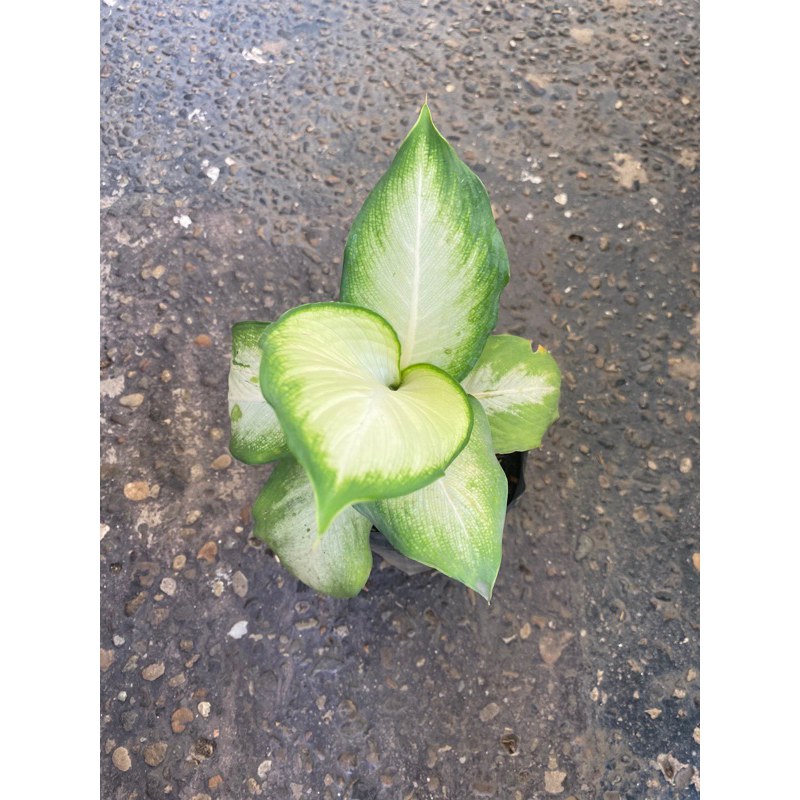 tanaman hias aglonema tisu harmoni - diven tisu golden