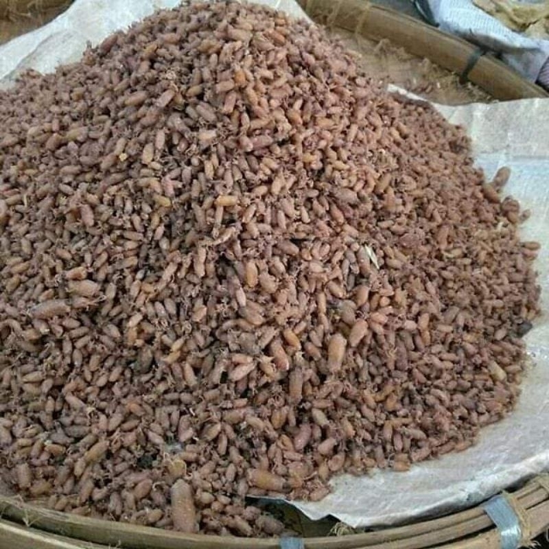 

Baby cumi kecil 500 gr