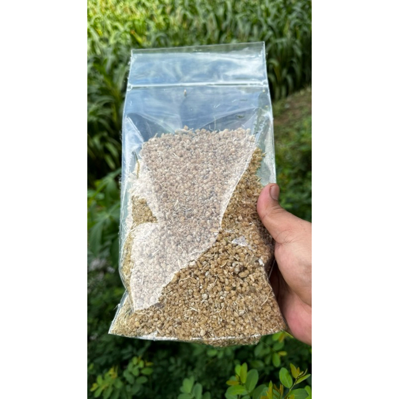 

nasi tiwul rendi asli trenggalek bagus untuk diabetes