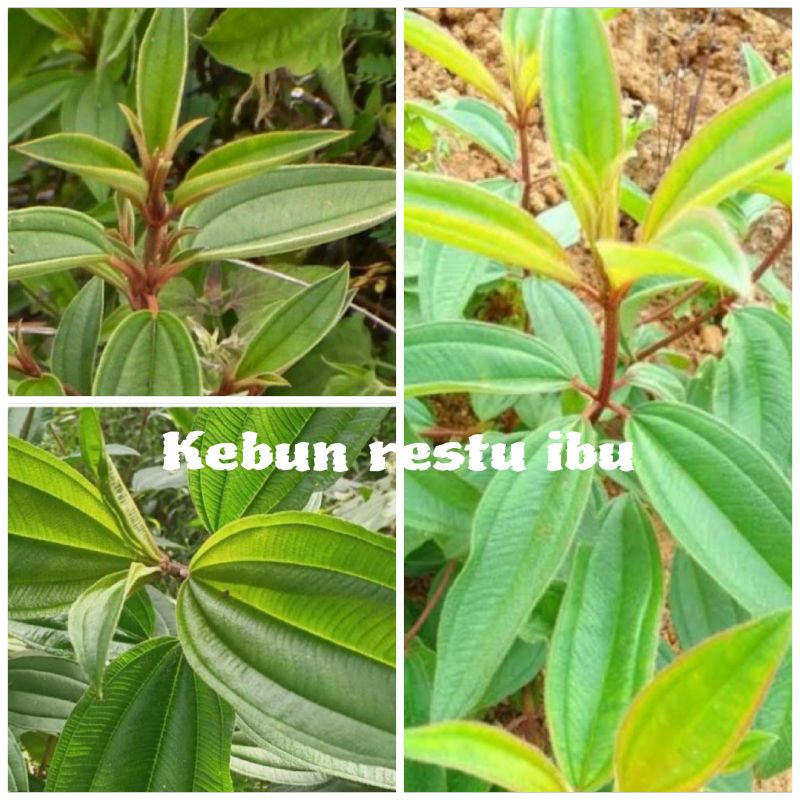 

Termurah 1kg daun senggani/senduduk segar fres organik