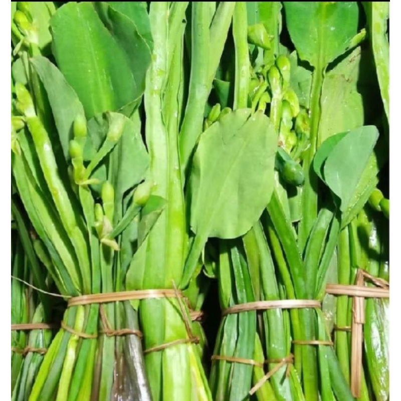 

Daun Genjer segar baru dipetik (500 Gram)