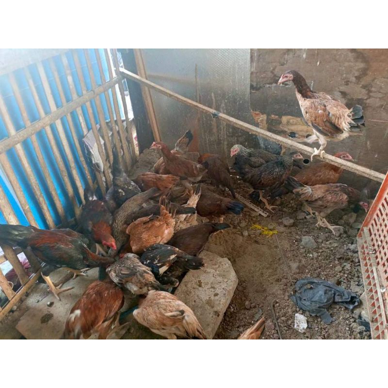 pullet ayam KUB 2 galur murni (asli) Usia 3bulan (BETINA)