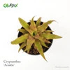 Cryptanthus Acaulis / Kriptantus Coklat - Tanaman Paludarium