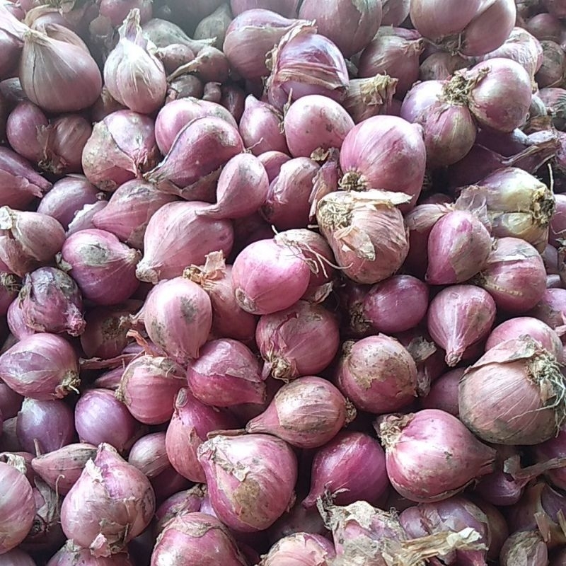 

brambang atau bawang merah