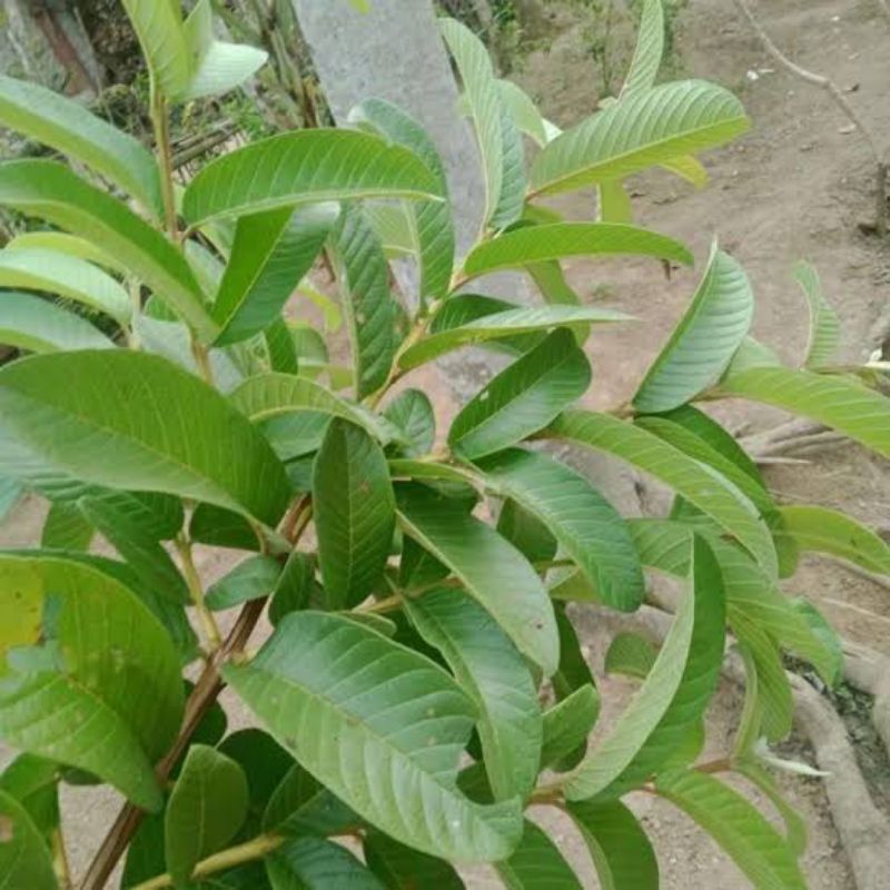 

Daun Jambu Biji Segar// 100Lembar