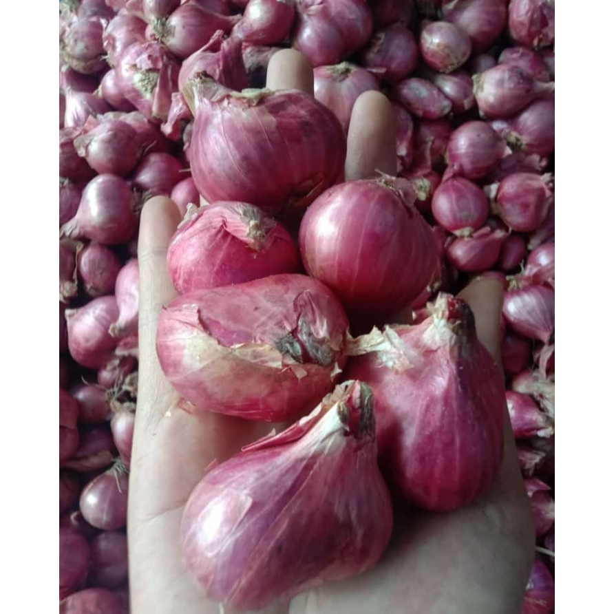 

Bawang Merah Probolinggo 1 Kg