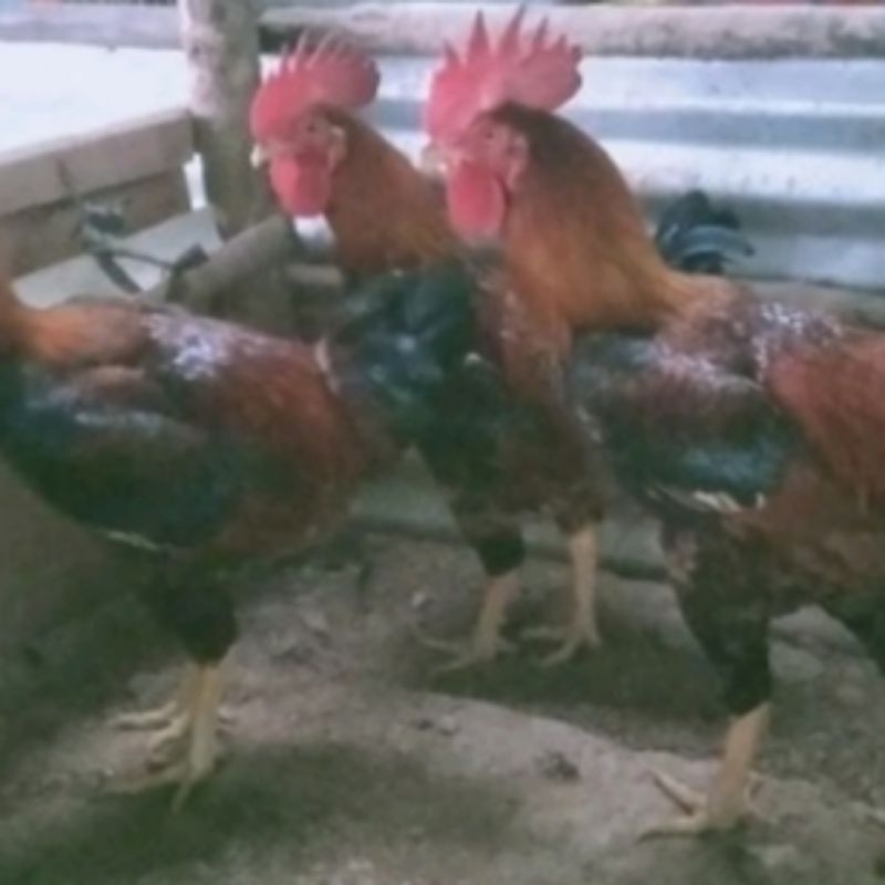 

telur fertil ayam Sengkuni trah CPM pusat