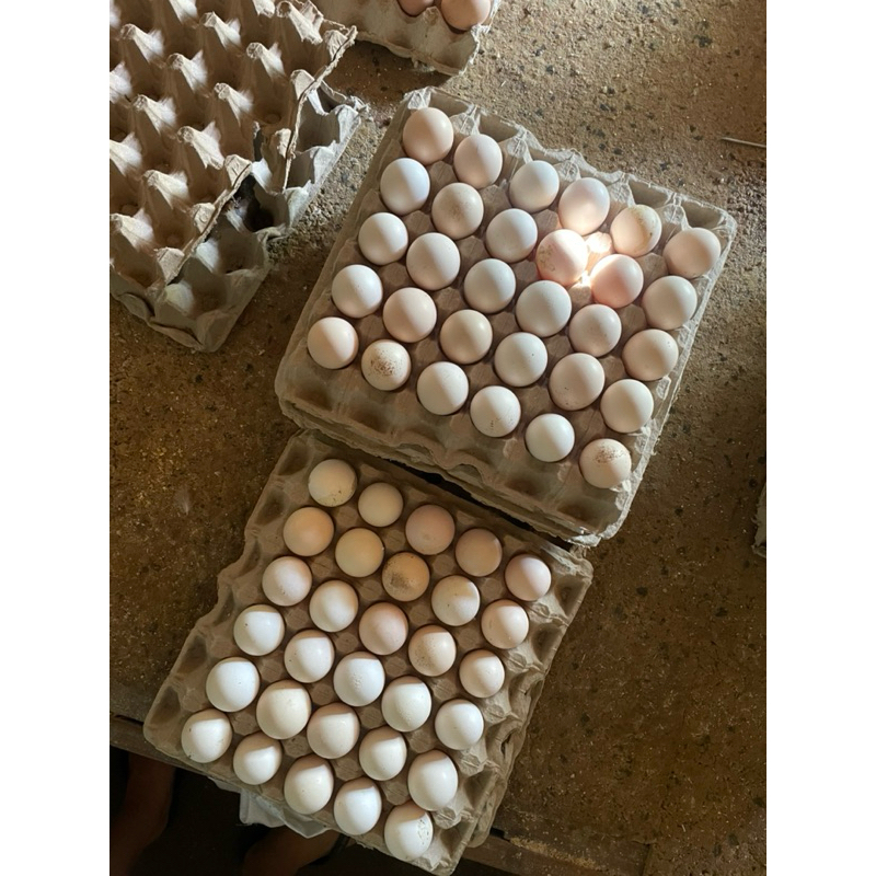 FGFG56846 Telur Ayam Kampung Elba (Konsumsi / Non Fertil) 564568