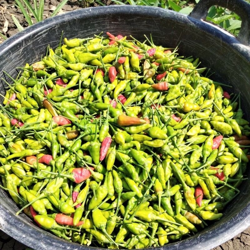 

cabe rawit hijau