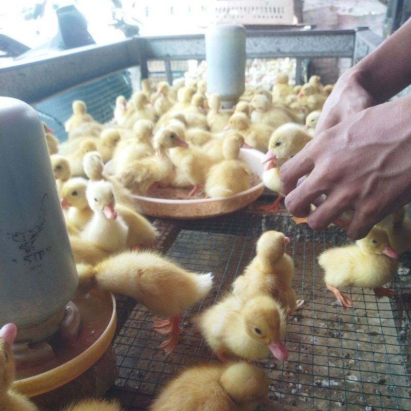 

DOC BEBEK PEKING SUPER GRADE A SUPER beli 15 free 1 ekor