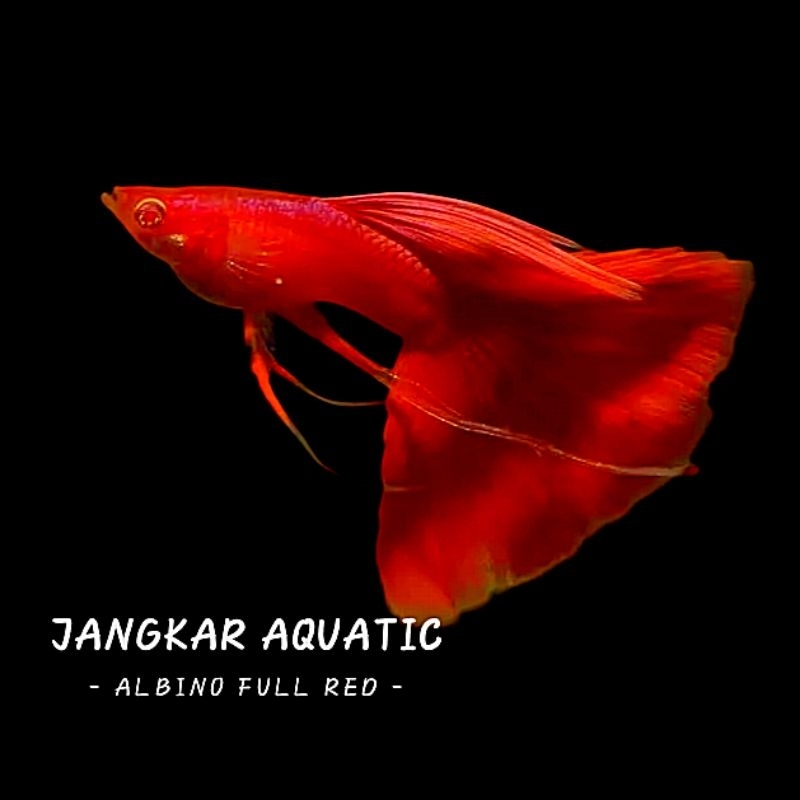 Obat ikan guppy - Albino Full Red Red Ear AFR Ribbon