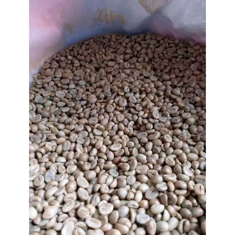 bibit biji kopi robusta Lampung (biji) per  1 kg