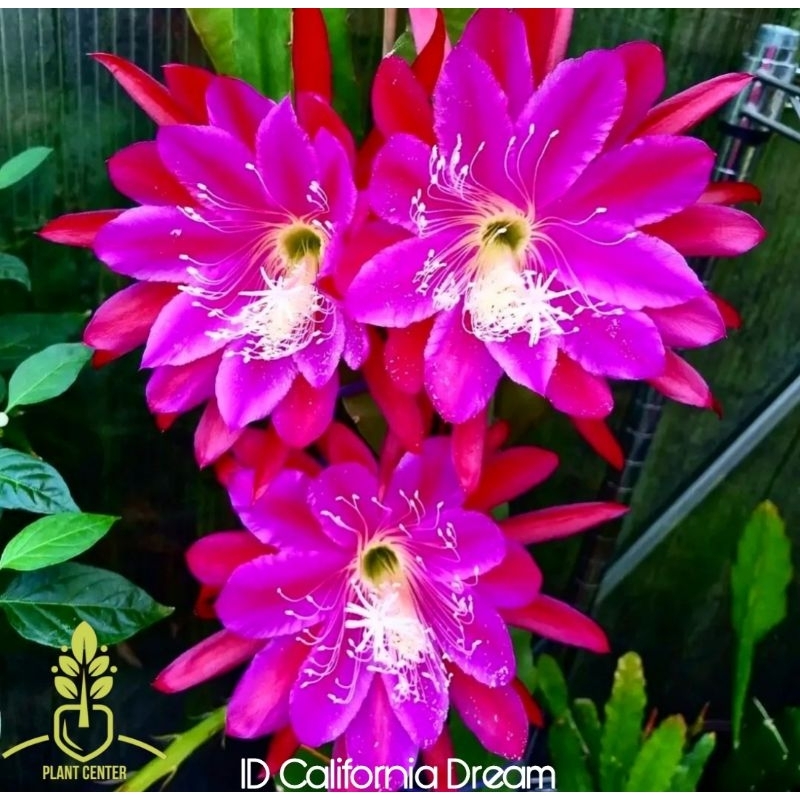 Tanaman Hias Gantung Epiphyllum Wijaya Kusuma Bunga California Dream - Bunga Wijaya Kusuma - Wijaya 