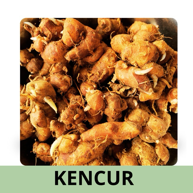 

Kencur fresh premium 500g