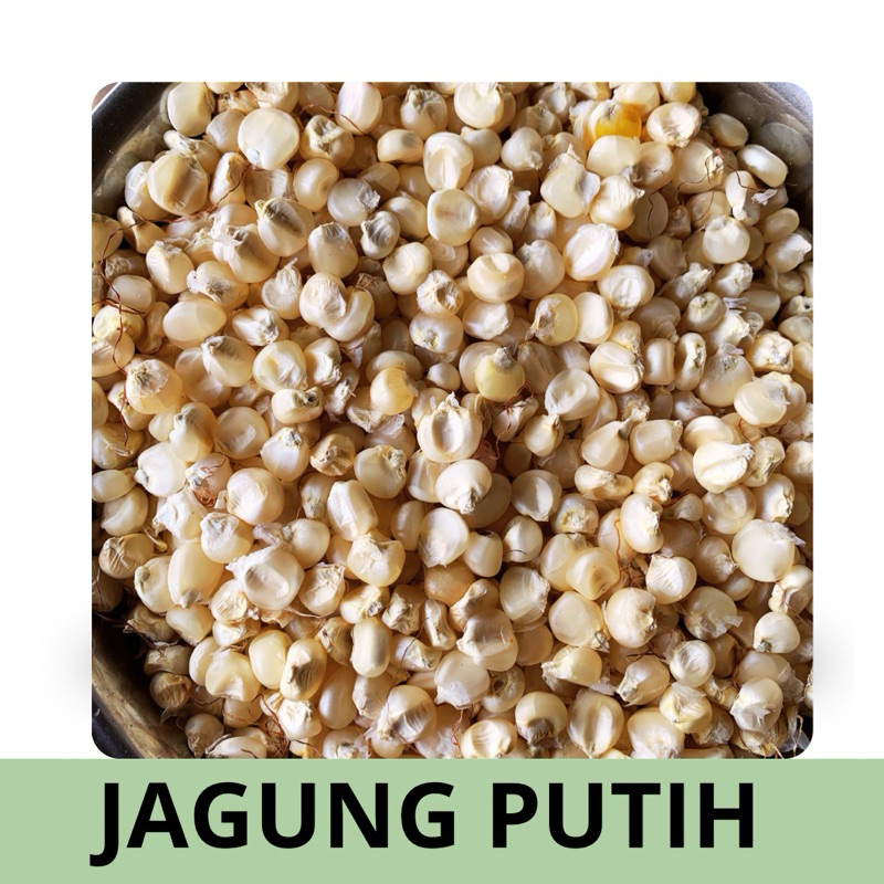 

JAGUNG PUTIH JAGUNG GRONTOL 1KG TERMURAH