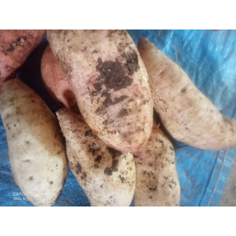 

ubi ketela rambat/ubi tela segar fresh 1 kg