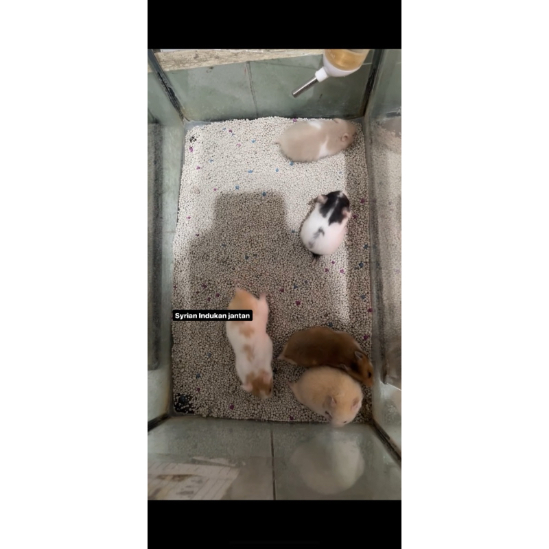 hamster syrian indukan