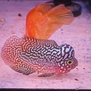 Hiasan Aquarium Kamfa F2 4 cmLouhan Berkualitas Merah Calon Jenong Louhan