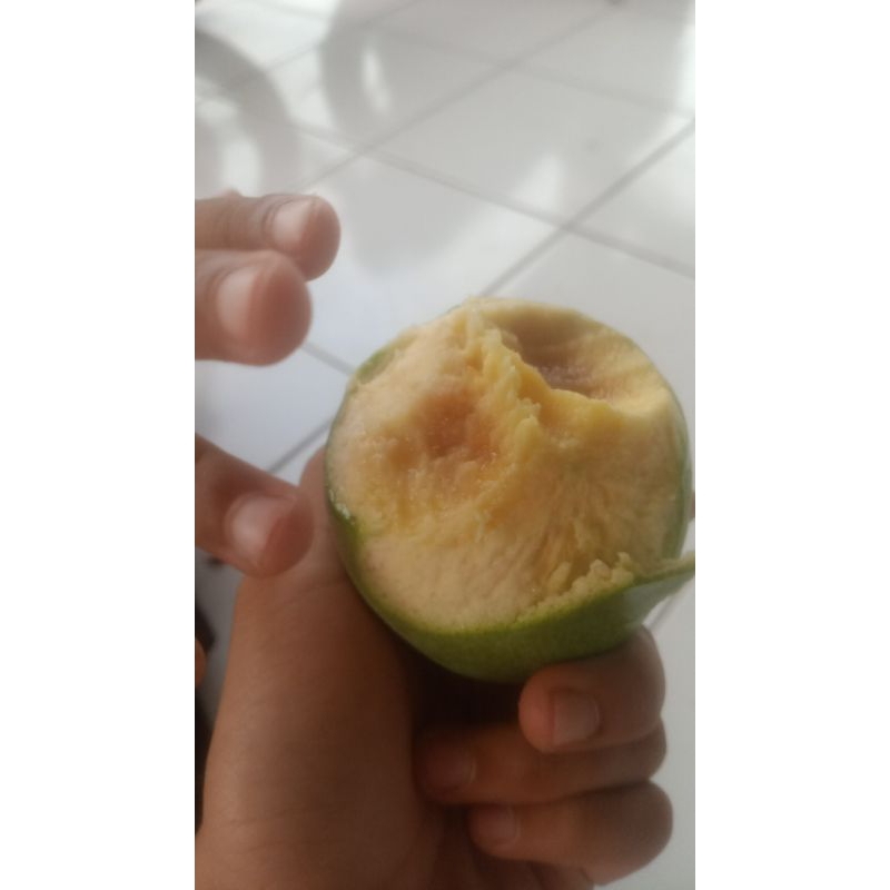 

Mangga Simanalagi 1 kg tua bisa untuk ngerujak atau di matangin