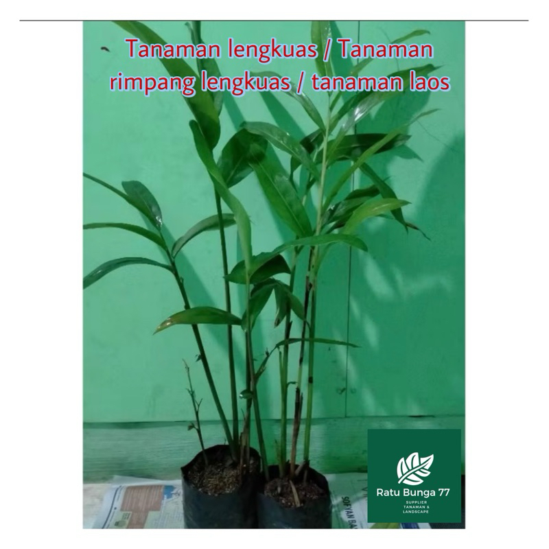 Tanaman lengkuas/ tanaman rimpang lengkuas / tanaman laos