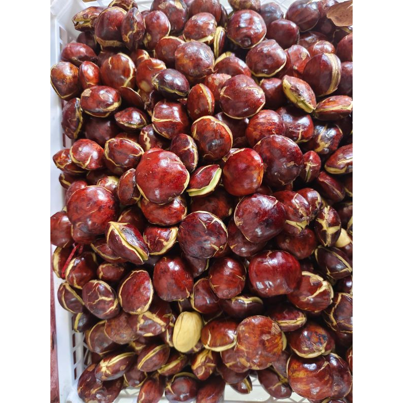 

Jengkol tua fresh murah 1kg bisa cod