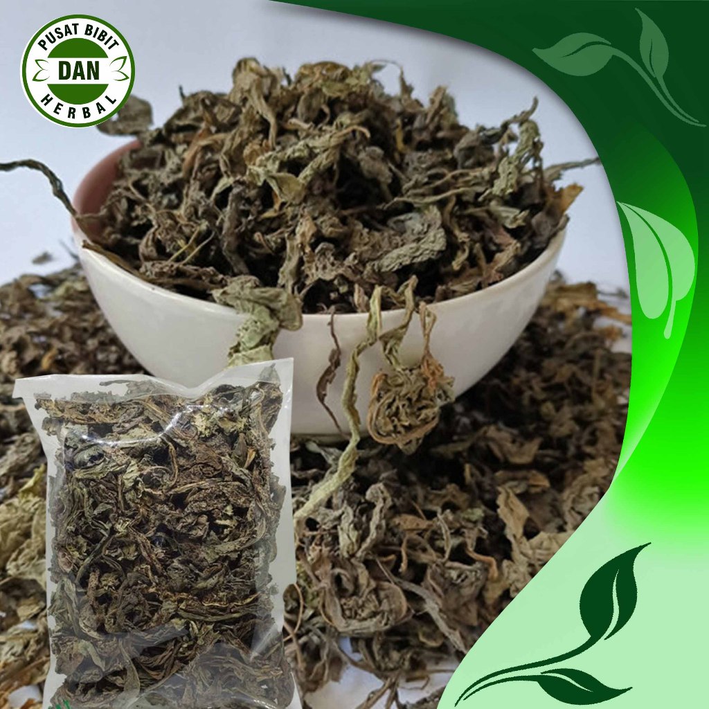 

Herbal daun tempuyung kering ori 1kg murah - 100gram - Pusat Bibit Dan herbal