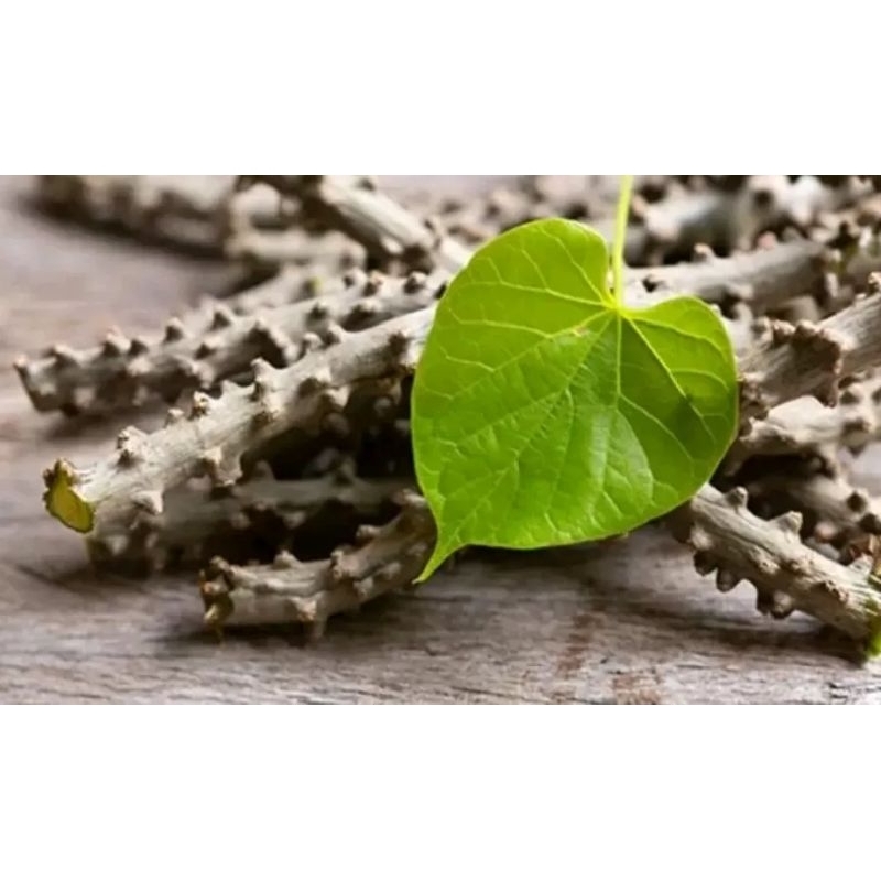 

Bratawali Akar Ali-Ali Brotowali obat tradisional super pahit 250g