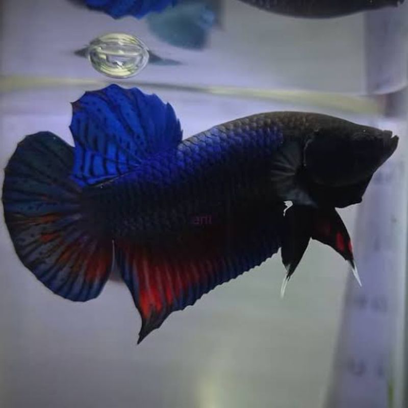 Cupang Fighter Aduan Anakan Import Thailand Bahan Berkualitas