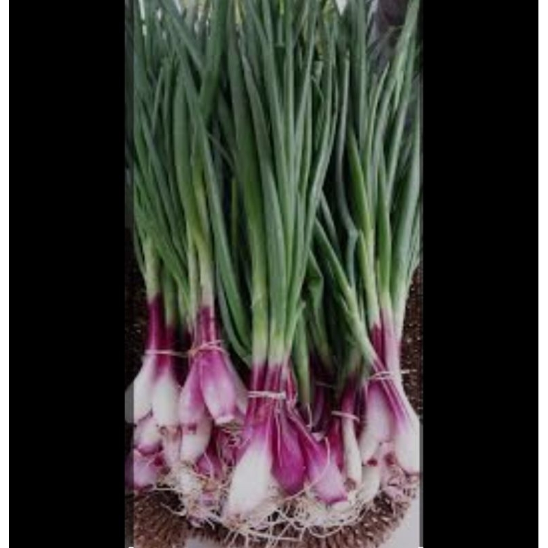 

daun bawang merah 250 gram
