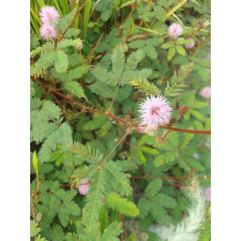 

daun putri malu segar 100gr