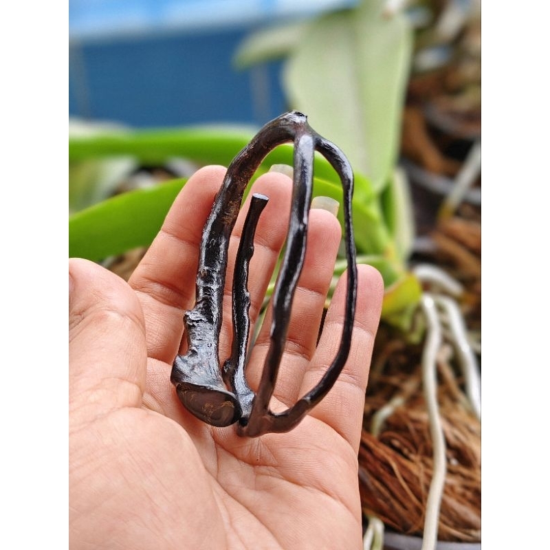 AKAR BAHAR HITAM COMBONG BENTUK KANTORAN