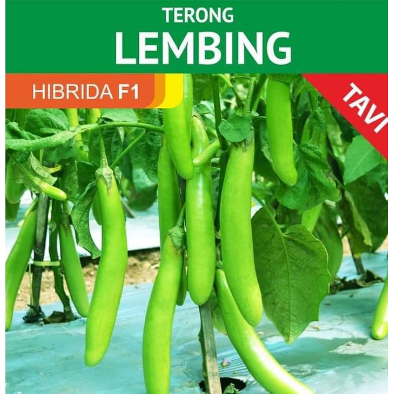 TERONG HIJAU LEMBING TUNAS AGRO 10GRAM BONUS MANTEL/ SARUNG TANGAN