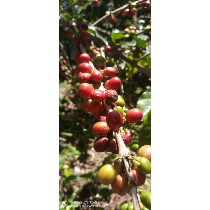 

kopi chery merah