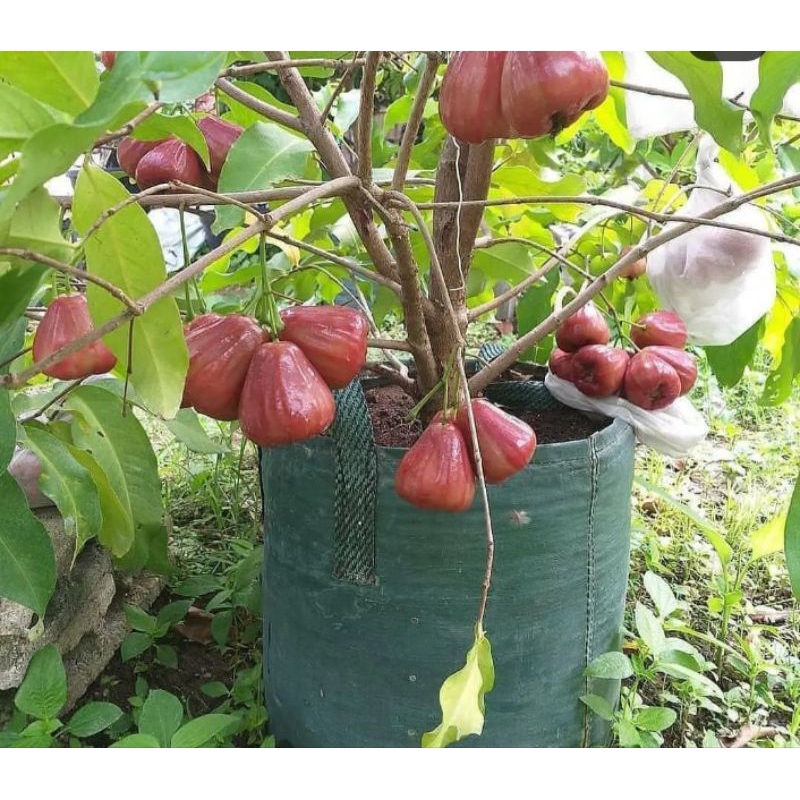 Bibit jambu air black kingkong bisa tabulampot