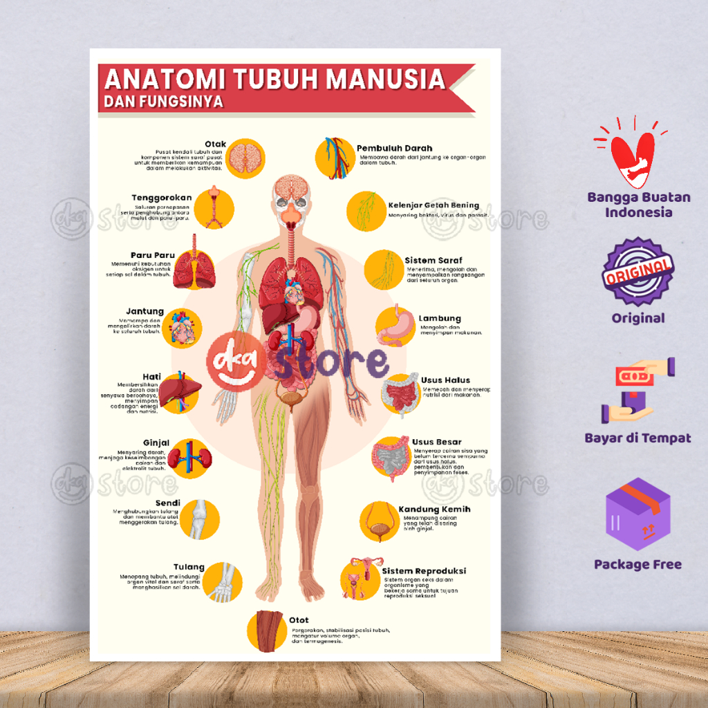 Poster Edukasi Anatomi Fisiologi / Gambar Skema Mengenal Organ Tubuh Manusia dan Fungsinya