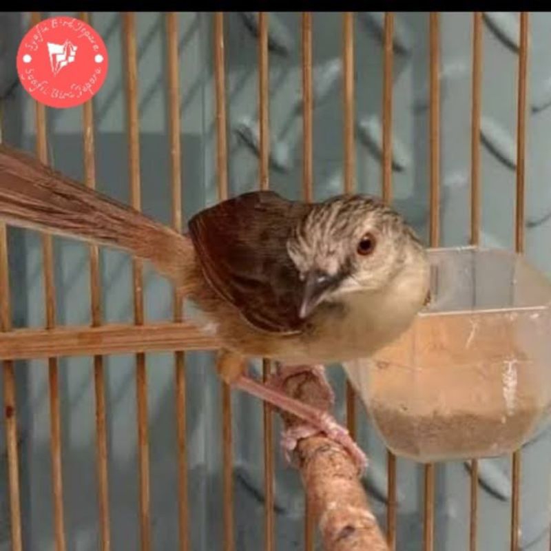 Burung Cigun ( Ciblek gunung) pilihn jantan istimewa