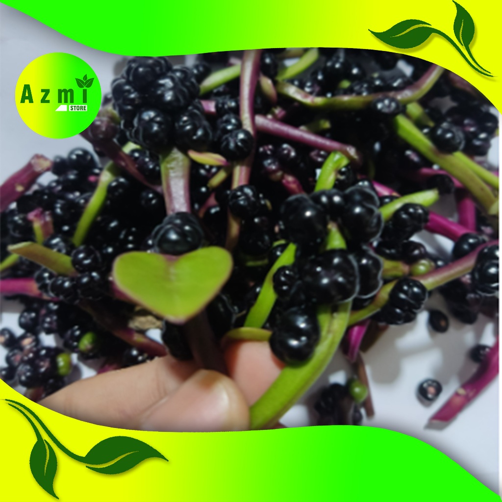

buah angkung segar fresh obat setruk alami - extra peking - azmy store