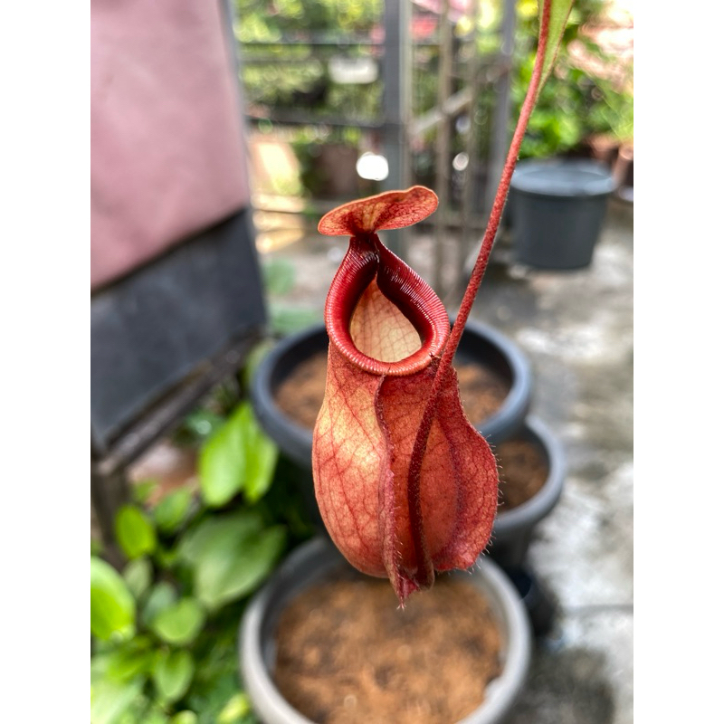 Nepenthes (Adrianii Eustacya) x (Globosa Khasiana) | Tanaman karnivora | Tanaman Hias | Tanaman pema