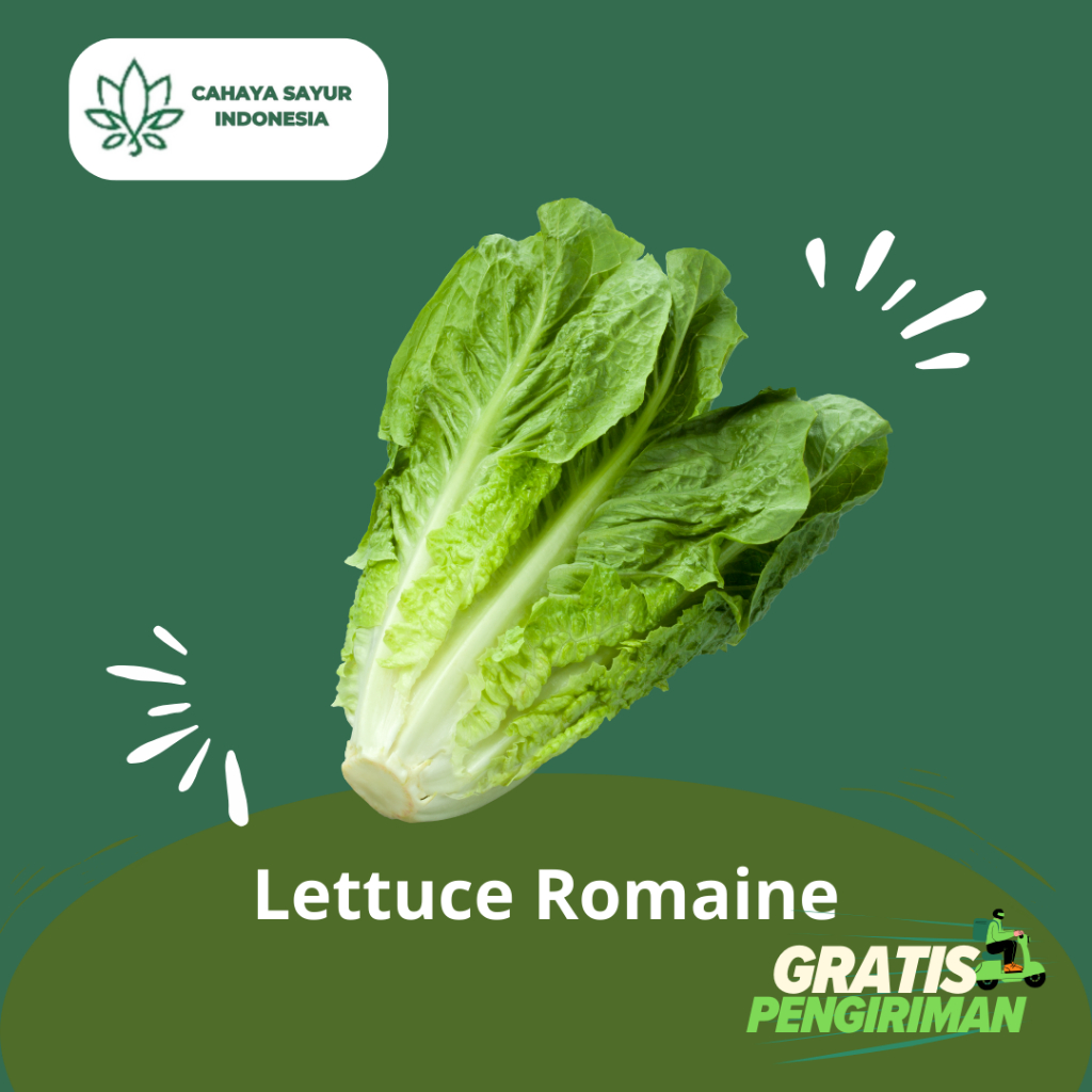 

Lettuce Romaine / Letus Romain / Selada Romaine 1Kg + Gratis Ongkir