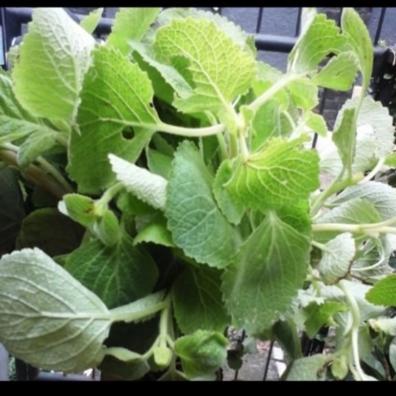 

Daun Bangun-bangun Segar 500 gram